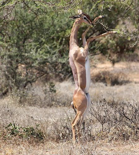 Gerenuk