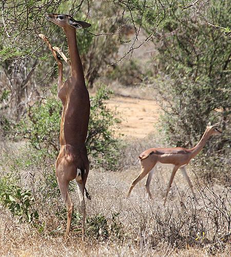 Gerenuk