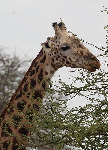 Giraffen im Ngutuni Reservat