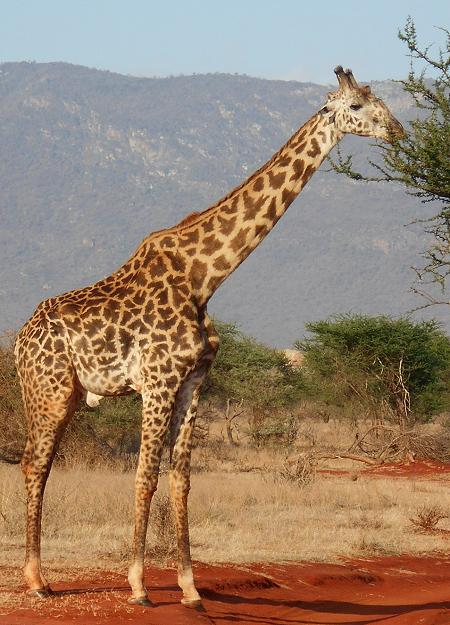 Giraffen im Ngutuni Reservat