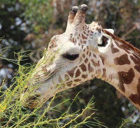 Masai Giraffe