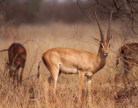 Grantgazelle im Ngutuni Reservat