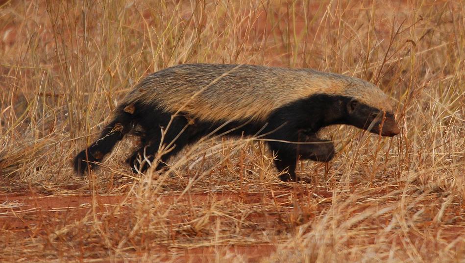 Honigdachs im Tsavo Ost