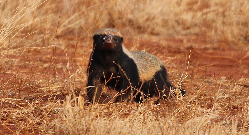 Honigdachs im Tsavo Ost