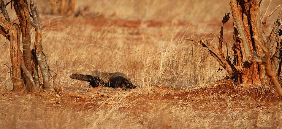 Honigdachs im Tsavo Ost