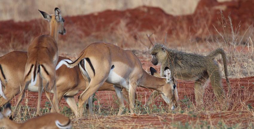Impalas im Ngutuni Reservat