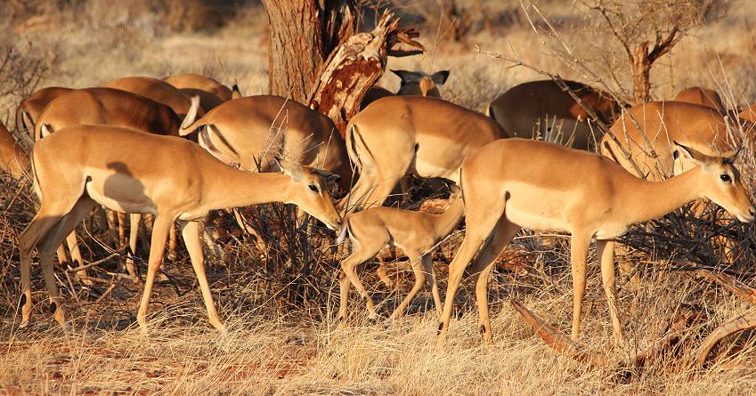 Impalas im Ngutuni Reservat