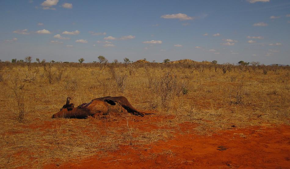 Löwen Kill im Ngutuni Reservat