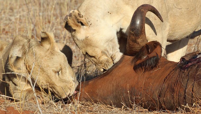 Löwen Kill im Ngutuni Reservat