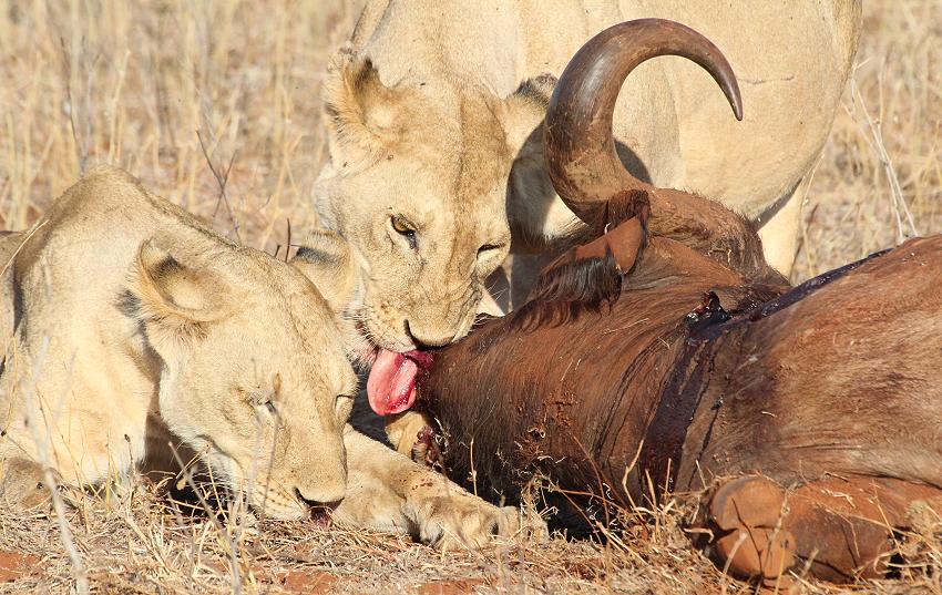 Löwen Kill im Ngutuni Reservat