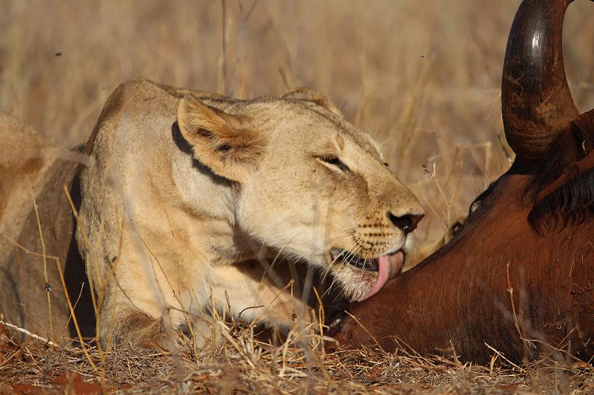 Löwen Kill im Ngutuni Reservat