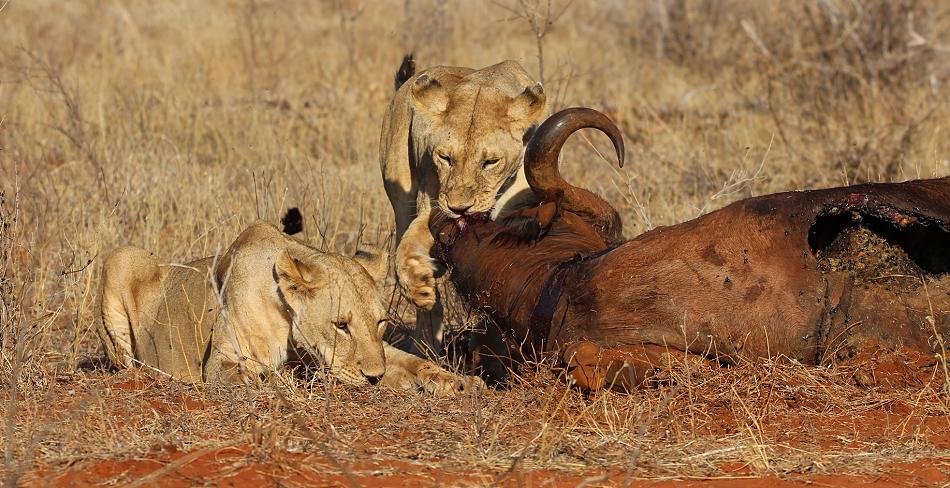 Löwen Kill im Ngutuni Reservat