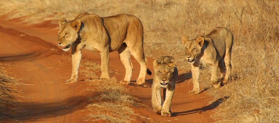 Löwen Kill im Ngutuni Reservat