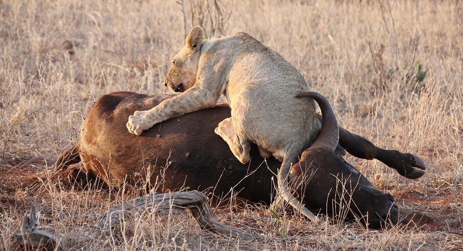 Löwen Kill im Ngutuni Reservat