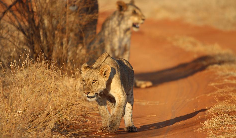 Löwen Kill im Ngutuni Reservat