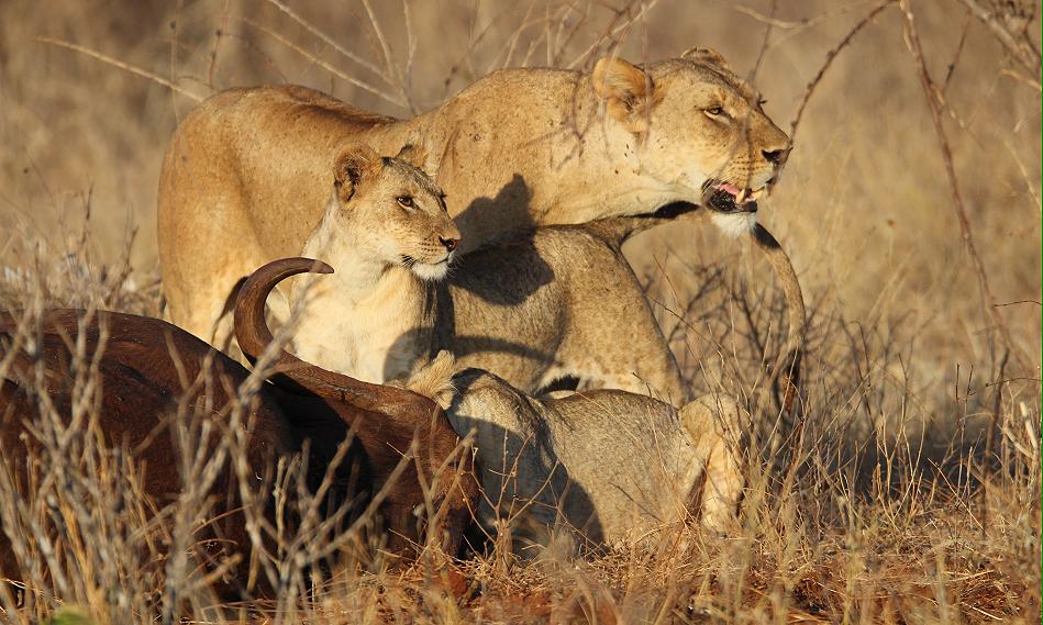 Löwen Kill im Ngutuni Reservat
