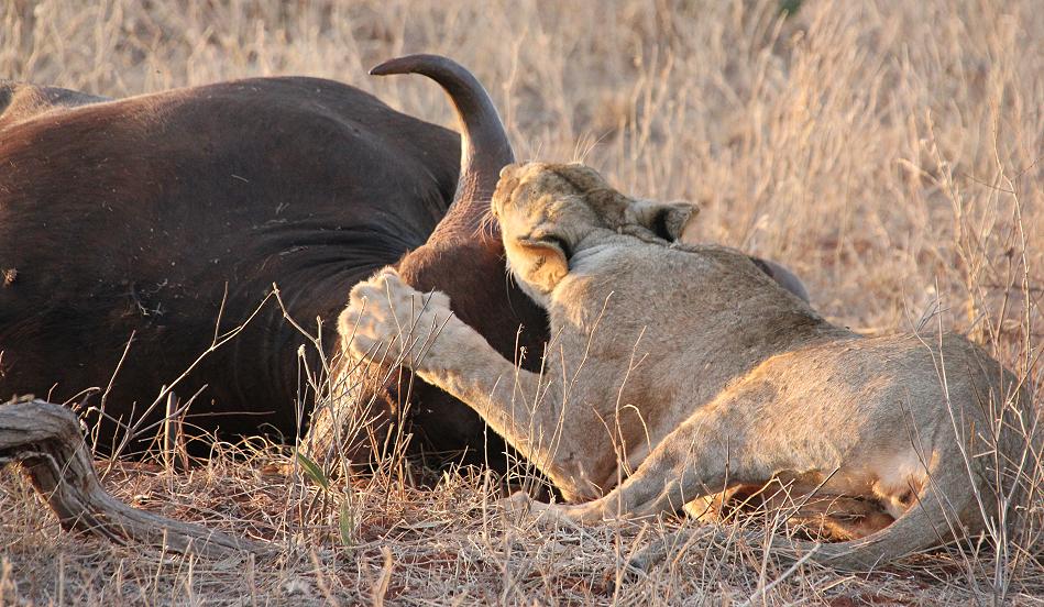 Löwen Kill im Ngutuni Reservat
