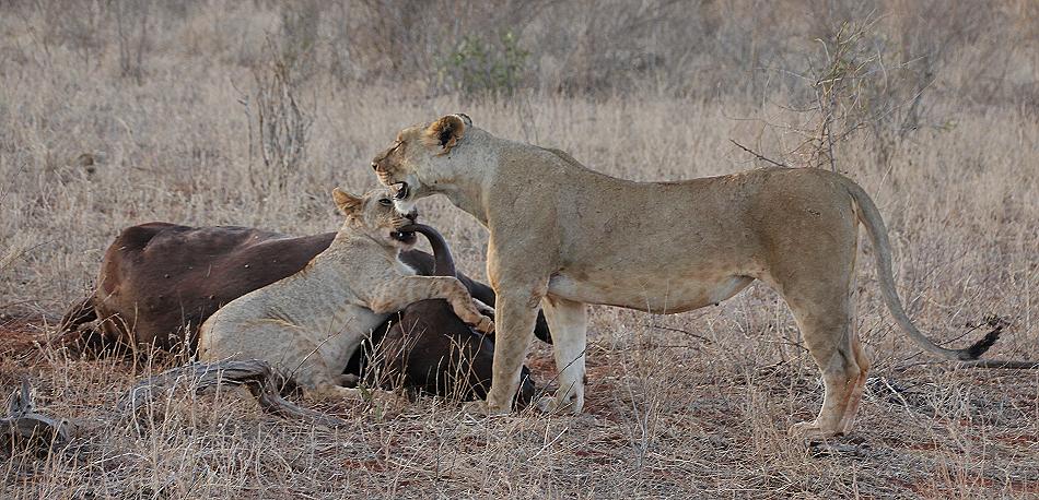 Löwen Kill im Ngutuni Reservat
