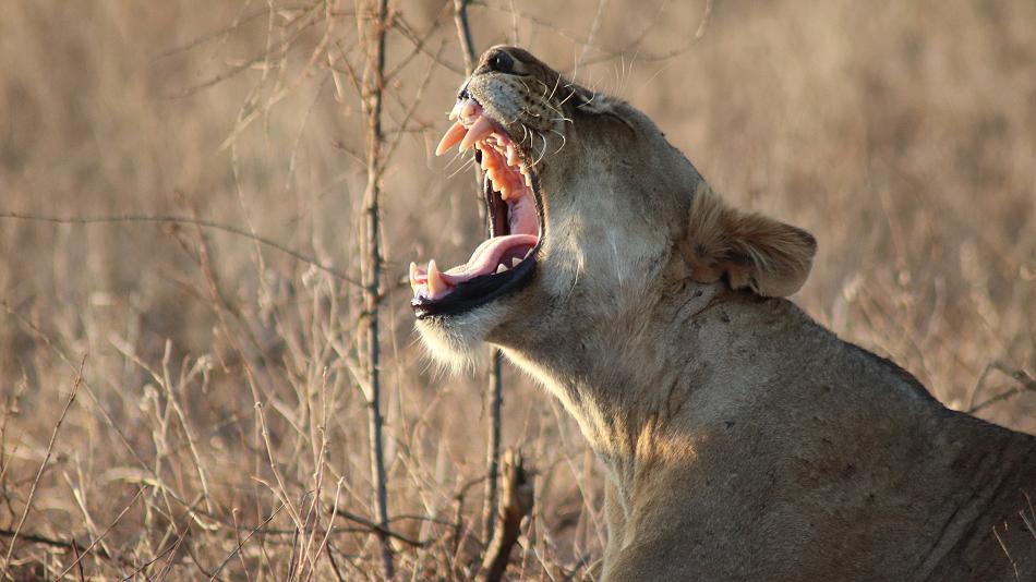 Löwen Kill im Ngutuni Reservat