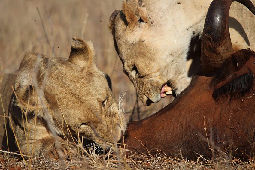 Löwen Kill im Ngutuni Reservat