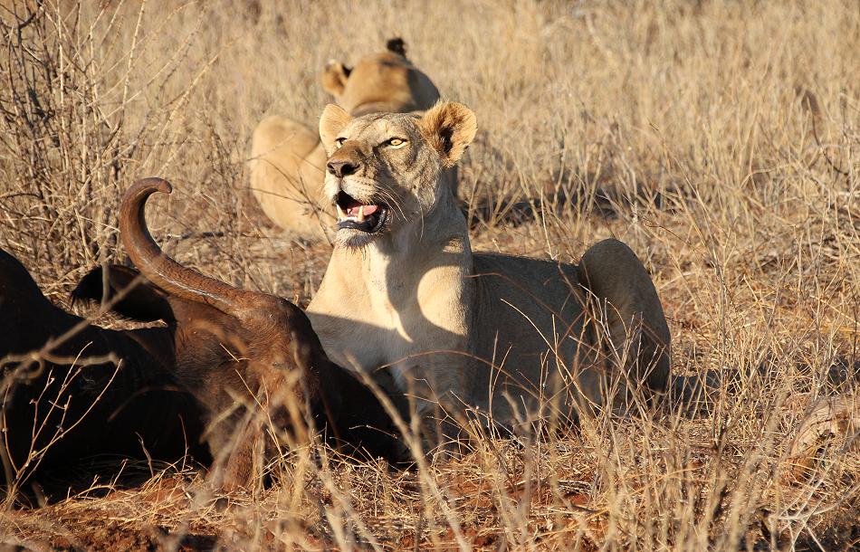 Löwen Kill im Ngutuni Reservat