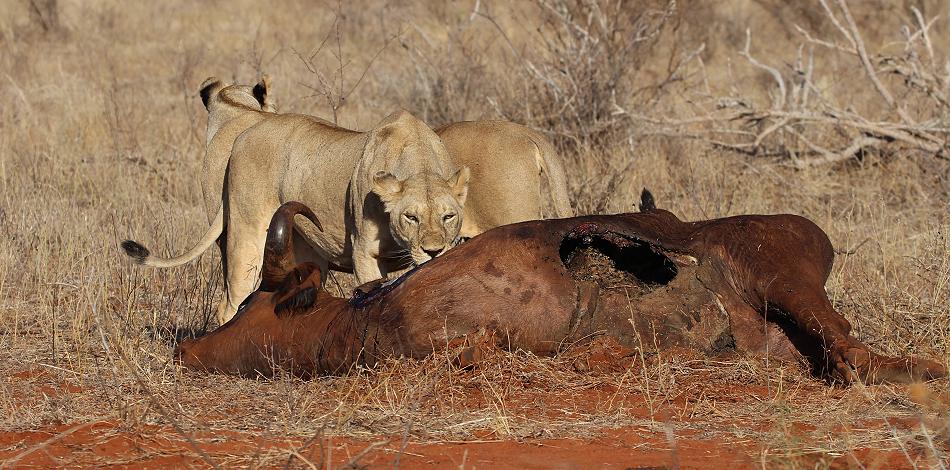 Löwen Kill im Ngutuni Reservat