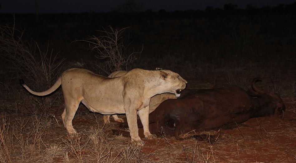 Löwen Kill im Ngutuni Reservat