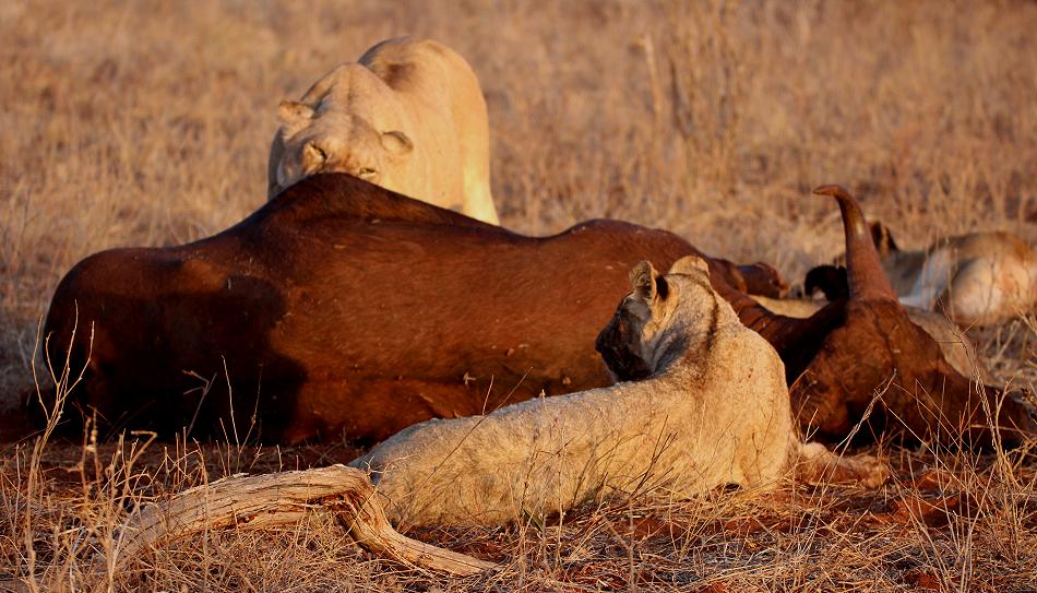 Löwen Kill im Ngutuni Reservat