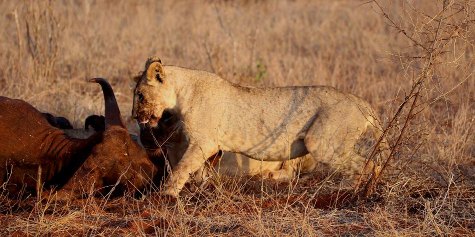 Löwen Kill im Ngutuni Reservat