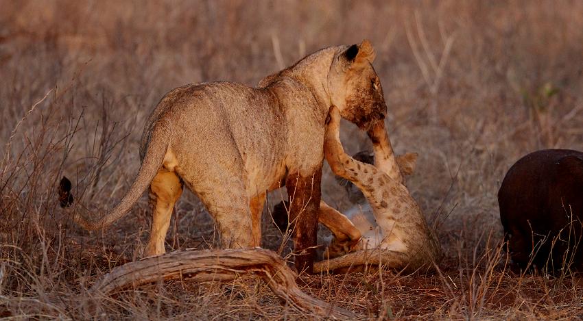 Löwen Kill im Ngutuni Reservat