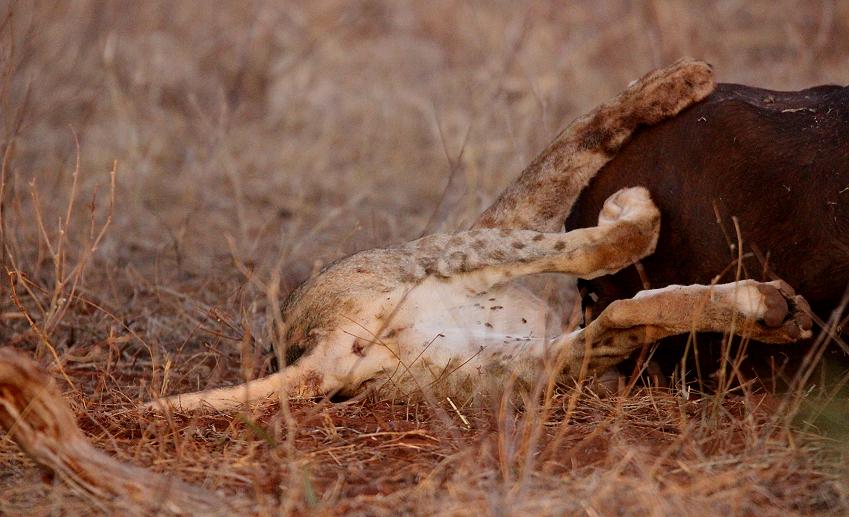 Löwen Kill im Ngutuni Reservat