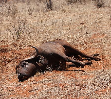 Löwen Kill im Ngutuni Reservat