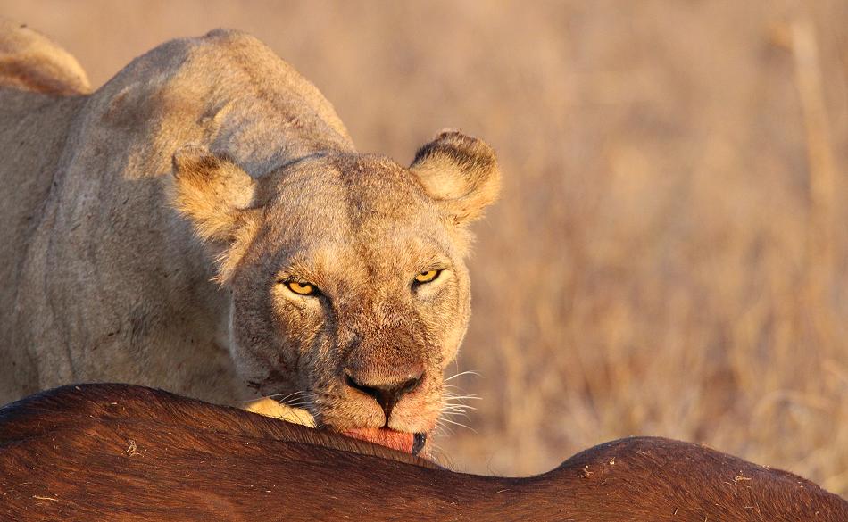 Löwen Kill im Ngutuni Reservat
