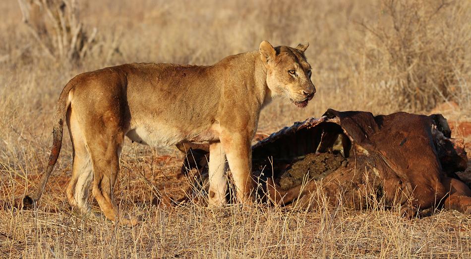 Löwen Kill im Ngutuni Reservat