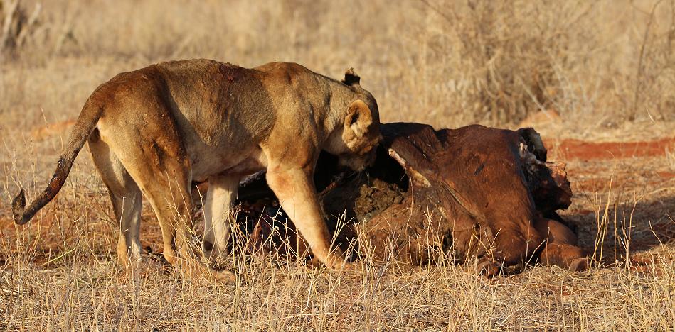 Löwen Kill im Ngutuni Reservat