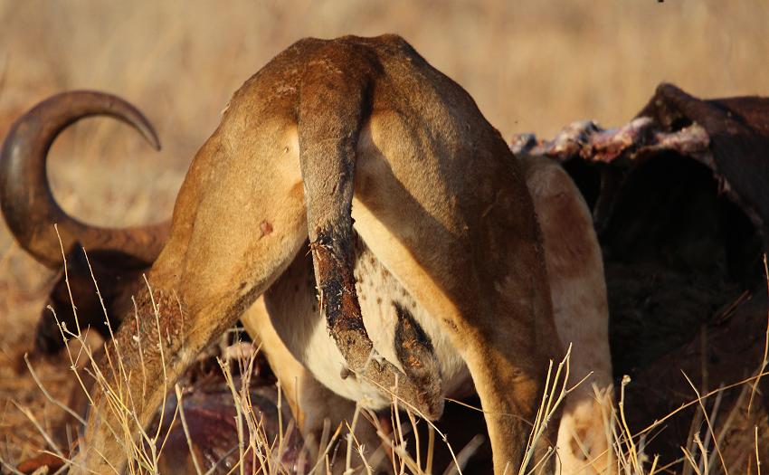 Löwen Kill im Ngutuni Reservat