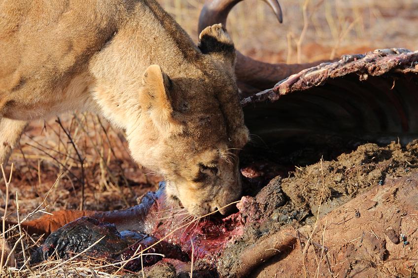 Löwen Kill im Ngutuni Reservat