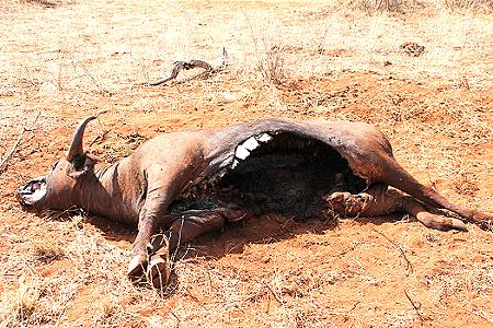 Löwen Kill im Ngutuni Reservat