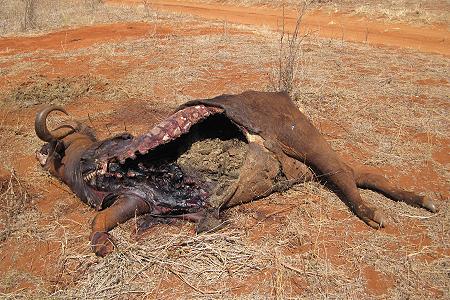 Löwen Kill im Ngutuni Reservat