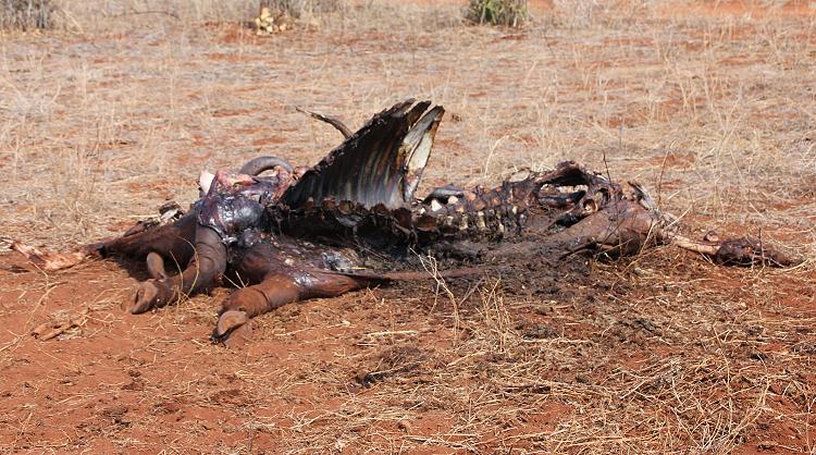 Löwen Kill im Ngutuni Reservat