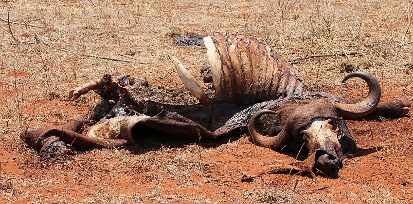 Löwen Kill im Ngutuni Reservat
