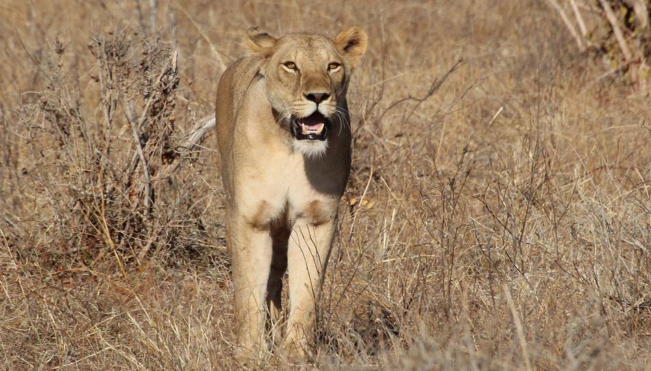 Löwen Kill im Ngutuni Reservat