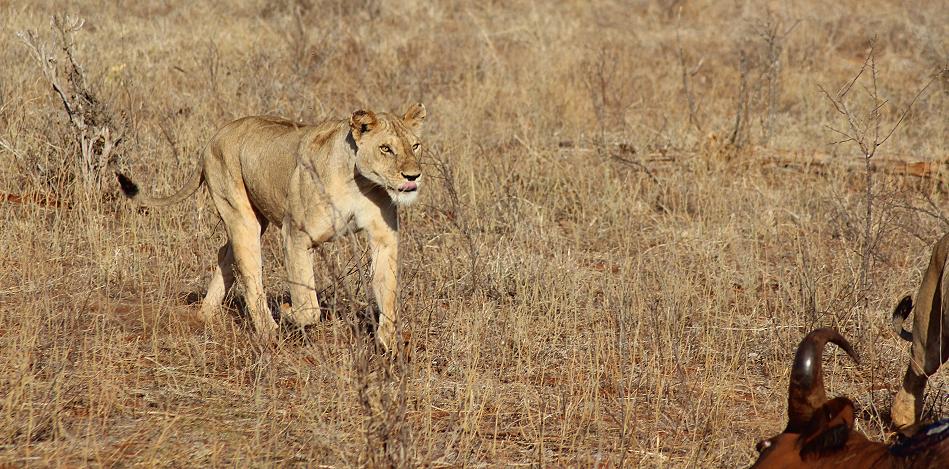 Löwen Kill im Ngutuni Reservat