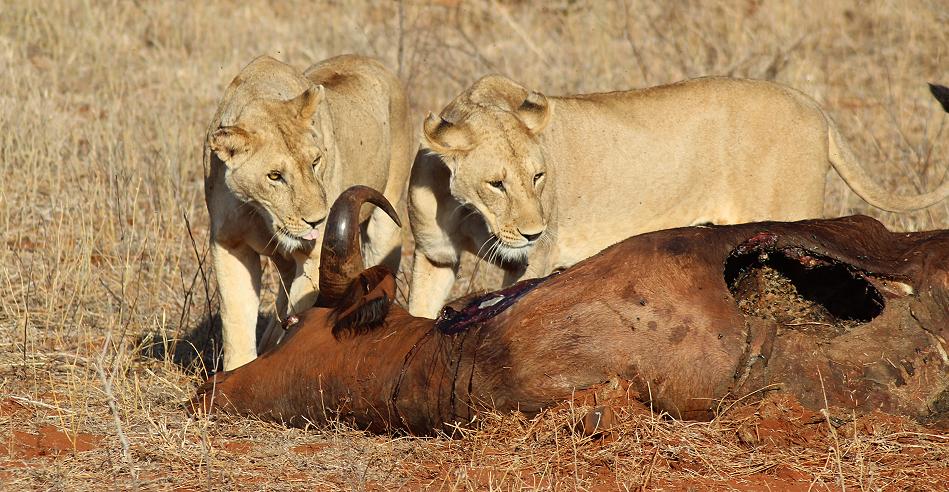 Löwen Kill im Ngutuni Reservat