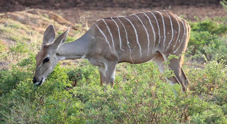Kleiner Kudu
