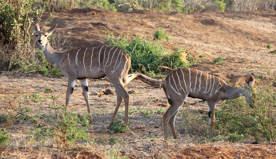 Kleiner Kudu
