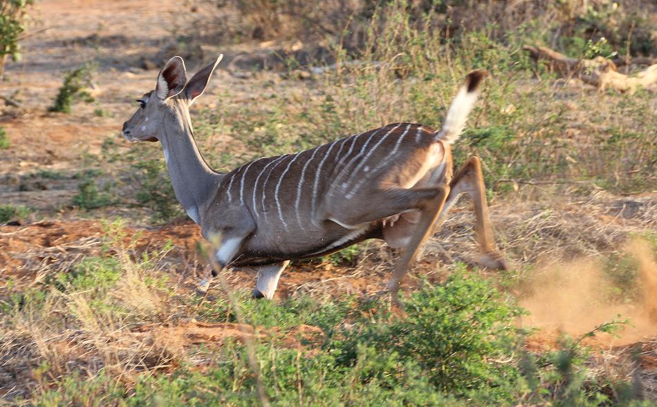 Kleiner Kudu