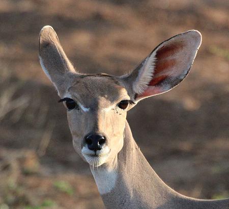Kleiner Kudu