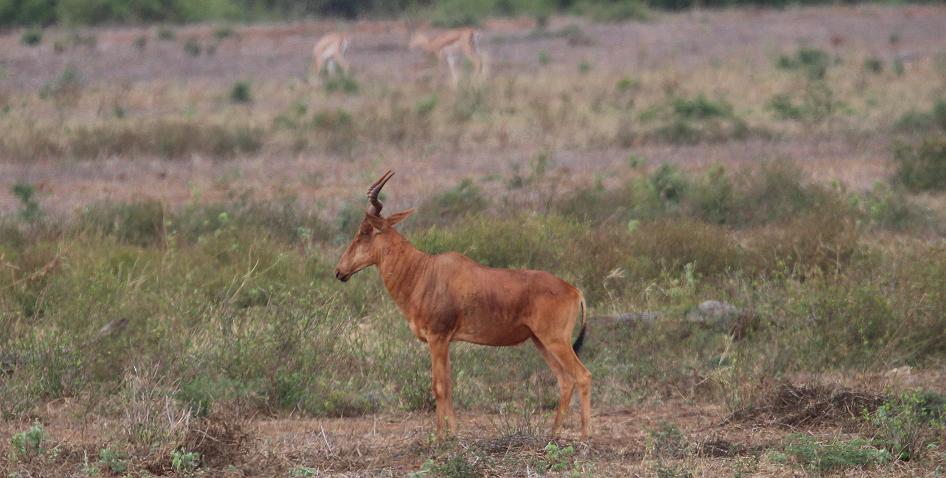 jagende Löwen im Tsavo Ost, Kanderi Swamp
