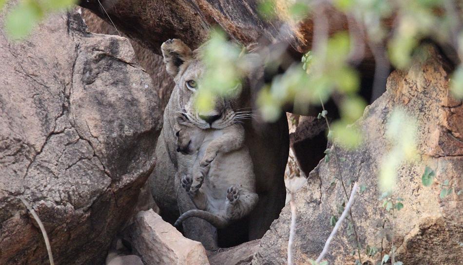 Löwen Mutter mit 3 Babys, Ngutuni